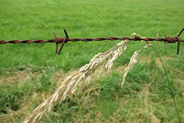 rusted barbed wire and grass stem in front of a field
