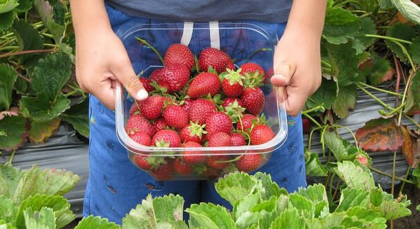 A punnet of strawberries being held for the camera